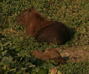 Capibaras