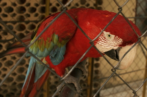 Alejandra's father's parrot