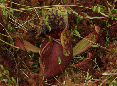 Fat, red pitcher plant