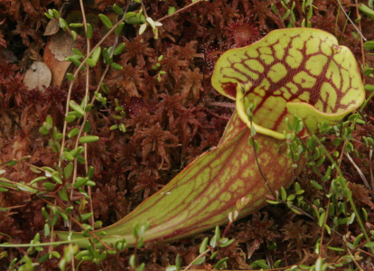 Mead-horn pitcher plant